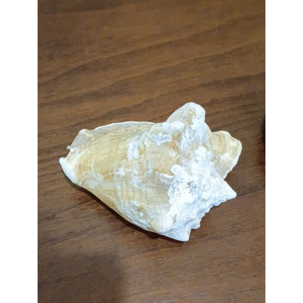 Conch Shells, Set Of 2 - Picture 5 of 10
